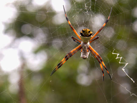Macro photography of a silver argiope spider with a prey wrapped in its silk, captured in a garden near the colonial town of Villa de Leyva, Colombia.の写真素材