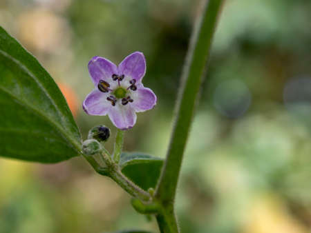 Macro photography of a turbo pube chili flower, captured in a farm in the central Andean mountains of Colombia near the town of Arcabuco, in the department of Boyaca.の写真素材