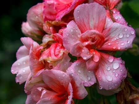 Macro photography of a bouquet of pink geraniums covered in raindrops, captured at a garden in the central Andean mountains of Colombia, near the town of Arcabuco, in the department of Boyaca.の写真素材