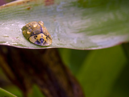 Macro photography of a tortoise beetle covered in rain drops, sitting on a lily leaf, captured in a garden near the colonial town of Villa de Leyva, Colombia.の写真素材