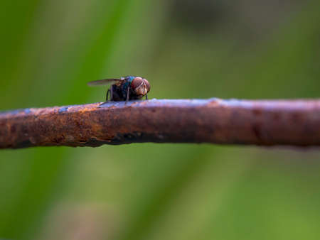 Macro photography of a house fly standing on a rusted rod, captured at a garden near the colonial town of Villa de Leyva, in the central Andean mountains of Colombia.の写真素材