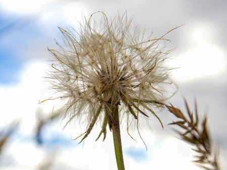 Macro photography of a false dandelion seeds head captured at a field near the town of Arcabuco in the central Andean mountains of Colombia.の写真素材
