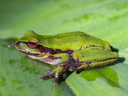 Macro photography of a green dotted treefrog standing on a leaf, captured at a garden near the town of Arcabuco, in the central Andes of Colombia.の写真素材