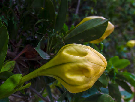Macro photography of a cup of gold vine bud, captured at a garden near the colonial town of Villa de Leyva in the central Andean mountains of Colombia.の写真素材