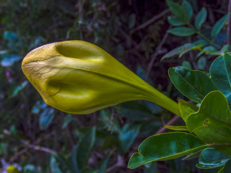 Macro photography of a cup of gold vine bud, captured at a garden near the colonial town of Villa de Leyva in the central Andean mountains of Colombia.の写真素材