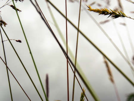 Macro photography of some grass stems against a cloudy sky, captured at a garden near the colonial town of Villa de Leyva in the central Andean mountains of Colombia.の写真素材