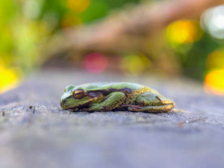 Macro photography of a green dotted treefrog standing on a plank, captured at a garden near the town of Arcabuco, in the central Andes of Colombia.の写真素材