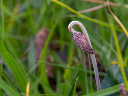 Macro photography of a dandelion sprout growng in a grass field near the town of Arcabuco in the central Andean mountains of Colombia.の写真素材