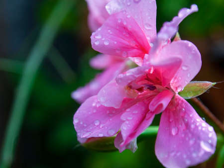 Macro photography of a pink geranium flower with rain drops on it, captured in a garden near the town of Arcabuco in the central Andean mouuntains of Colombia.の写真素材