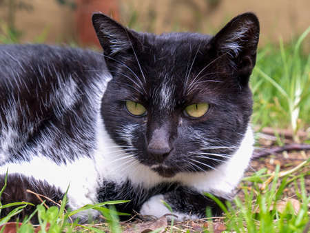 Close-up photography of a black and white cat laying on the grass in a garden near the colonial town of Villa de Leyva, in the central Andean mountains of Colombia.の写真素材
