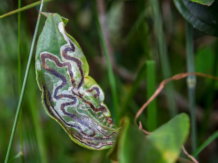 Macro photography of a leaf with the effects of a leaf miner on it. Captured in a forest near the town of Arcabuco in the central Andean mountains of Colombia.の写真素材