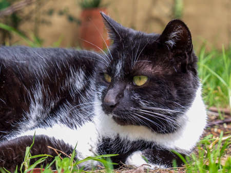 Close-up photography of a black and white cat laying on the grass in a garden near the colonial town of Villa de Leyva, in the central Andean mountains of Colombia.の写真素材