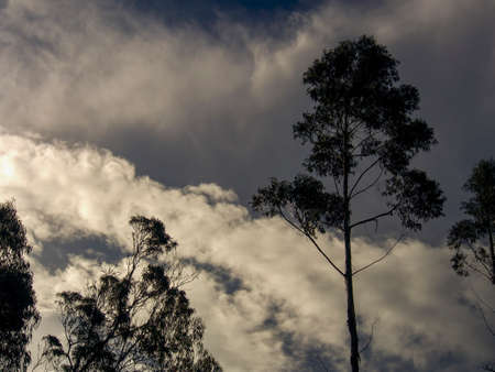 Tree canopy against an overcast sky, captured at a farm near the colonial town of Villa de Leyva, in the central Andena mountains of Colombia.の写真素材