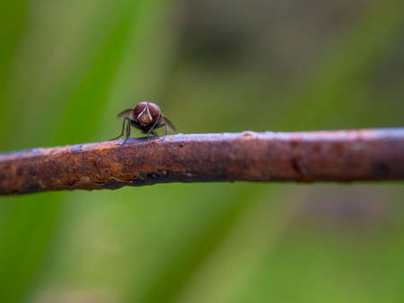 Macro photography of a house fly standing on a rusted rod, captured at a garden near the colonial town of Villa de Leyva, in the central Andean mountains of Colombia.の写真素材