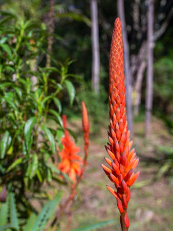 Close-up photography of a candelabra aloe bud, captured in a garden near the town of Villa de Leyva in the central Andean mountains of Colombia.の写真素材