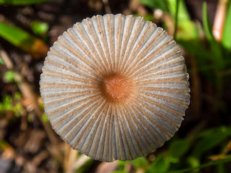 Macro-photography of an umbrella like mushroom, captured in a field near the colonial town of Villa de Leyva, in the central Andean mountains of Colombia.の写真素材