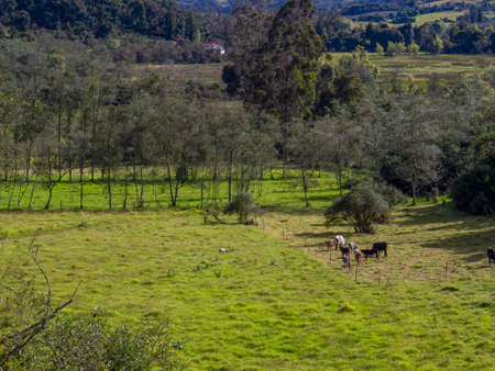 Landscape of the highlands of the central Andean mountains of Colombia with some cows grazing in a field near the town of Arcabuco in the department of Boyaca.の写真素材
