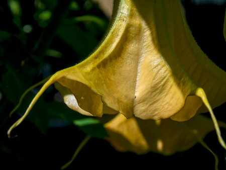 Macro photography of a yellow angels trumpet flower, captured in a garden near the colonial Town of Villa de Leyva in the centaral Andean mountains of Colombia.の写真素材