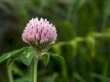 Macro photography of a pink clover flower, captured in a field near the town of Arcabuco, in the central Andean mountains of Colombia.の写真素材