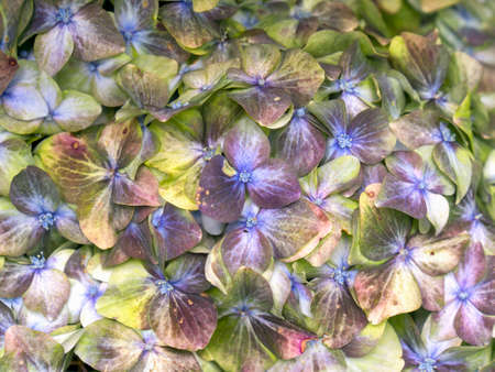 Macro photography of some hortensia flowers, captured at a garden near the town of Arcabuco in...