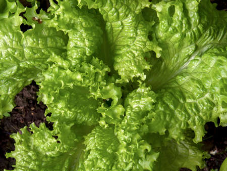 Macro photography of looseleaf lettuce leaves, captured at a garden near the town of Arcabuco in central Colombia.の写真素材