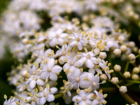 Macro photography of some elder flowers, captured at a garden near the town of Arcabuco, in central Colombia.の写真素材