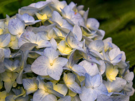 Macro photography of some hortensia flowers, captured at a garden near the town of Arcabuco in central Colombia.の写真素材