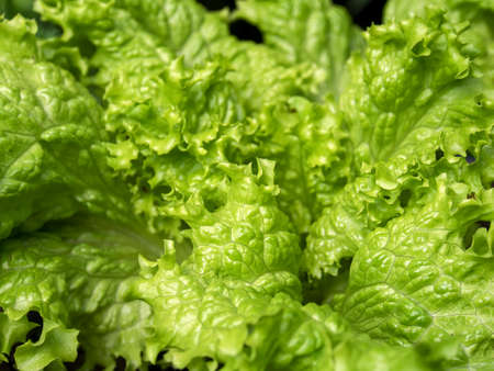 Macro photography of looseleaf lettuce leaves, captured at a garden near the town of Arcabuco in...