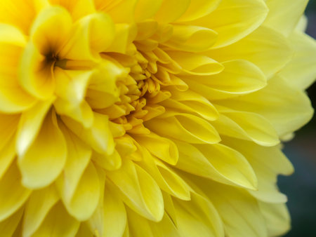 Macro photography of a yellow dahlia flower, captured in a public park in he town of Arcabuco, in central Colombia.の写真素材