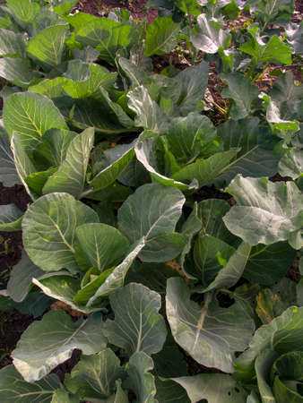 A crop of green cabbage in a vegetable plot near the town of Arcabuco in central Colombia.