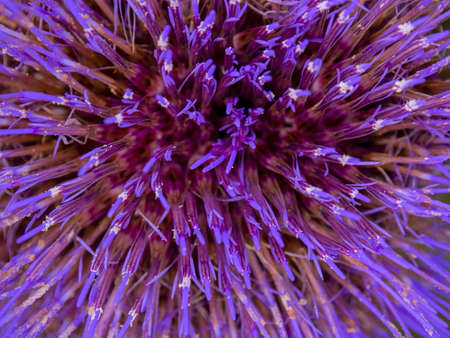 Macro photography of an artichoke flower from the top, captured in a farm near the colonial town of Villa de Leyva.の写真素材