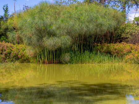 A forest of papyrus plants in a lake at sunrise, near the town of Villa de Leyva in central Colombia.の写真素材