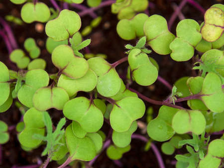 Macro photography of kale sprouts in a nursery, captured in a farm near the town of Villa de Leyva in central Colombia.の写真素材