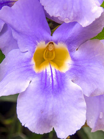 Macro photography of Bengal trumpet flowers captured at a garden near the colonial town of Villa de Leyva, in central Colombia.の写真素材