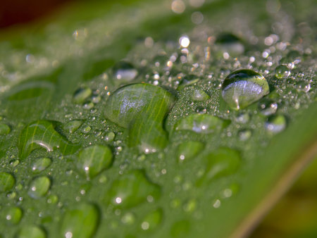 Macro photography of rain drops on a leaf, captured at a garden near the town of Villa de Leyva, in central Colombia.の写真素材
