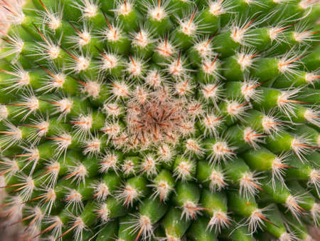 Macro photography of a spiny pincushion cactus from the top. Captured in a greenhouse near the town of Villa de Leyva in central Colombia.の写真素材