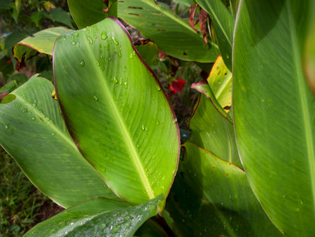 Close-up photography of Indian shot leaves covered with rain drops. Captured in a garden near the town of Villa de Leyva in central Colombia.の写真素材