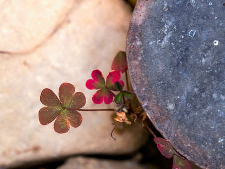 Macro photography of a tiny clover plant growing in the rocks. Captured in a garden near the town of Villa de Leyva in central Colombia.の写真素材