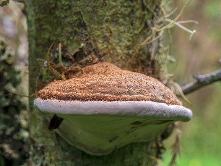 Macro photography of an artist's bracket fungus with some wood dust on top, captured in a forest near the town of Villa de Leyva, in central Colombia.の写真素材