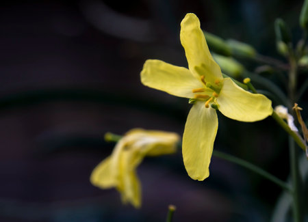 Macro photography of a kale flower, captured at a farm near the town of Villa de Leyva, in central Colombia.の写真素材