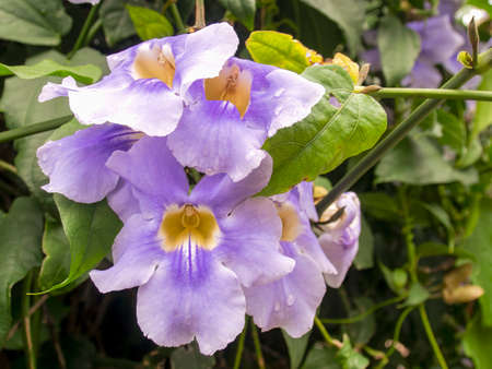 Macro photography of Bengal trumpet flowers captured at a garden near the colonial town of Villa de Leyva, in central Colombia.の写真素材