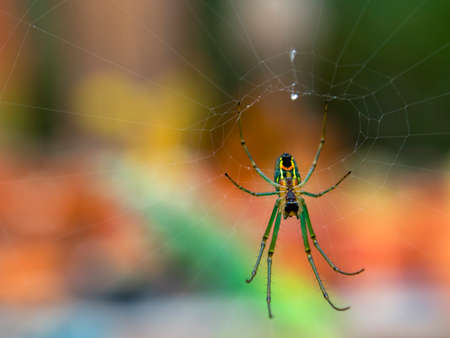 Macro photography of a venusta orchard garden spider on its web, captured in a garden near the town of Villa de Leyva in central Colombia.の写真素材