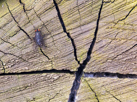 Macro photography of a fly resting on a wooden log. Captured in a garden near the town of Villa de Leyva, in  central Colombiaの写真素材