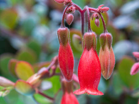 Macro photography of exotic kalanchoe red flowers, captured at a garden near the town of Villa de Leyva in central Colombia.の写真素材