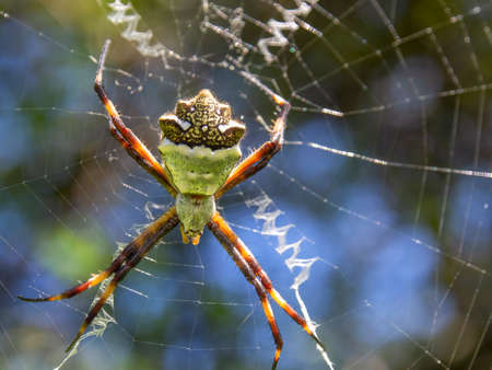 Macro photography of a silver argiope garden spider in its web. Captured in a garden near the colonial town of Villa de Leyva, in central Colombia.の写真素材