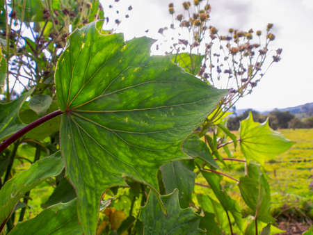Close-up photography of a big leaf of an exotic tree against a landscape, captured in a garden near the town of Villa de Leyva in central Colombia.の写真素材