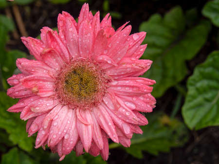 Macro photography of a pink gerbera flower from the top with rain drops on it, captured in a garden near the town of Villa de Leyva in central Colombia.の写真素材