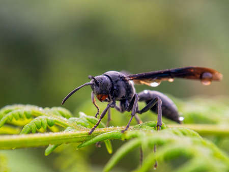 Macro photography of a black paper wasp with rain drops on it, resting on a fern frond, captured at a farm near the town of Villa de Leyva in central Colombia.の写真素材