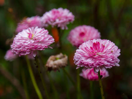 Close-up photography of some pink china star flowers, captured at a garden near the town of Villa de Leyva in central Colombia.の写真素材