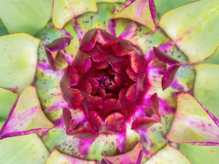 Macro photography of an artichoke bud from the top, captured in a farm near the colonial town of Villa de Leyva.の写真素材